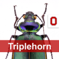 Beetle with the word Triplehorn over it